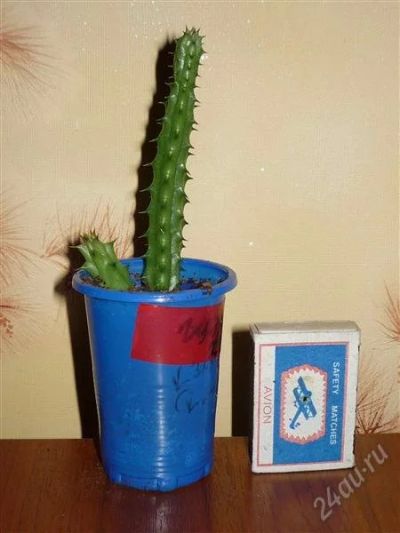 Лот: 1284217. Фото: 1. Гуэрния шероховатая (Huernia aspera... Горшечные растения и комнатные цветы