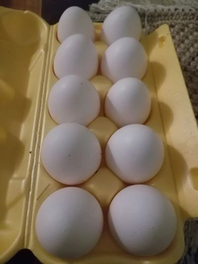 Лот: 24913371. Фото: 1. Яица собственных кур. Мясо, птица, яйцо