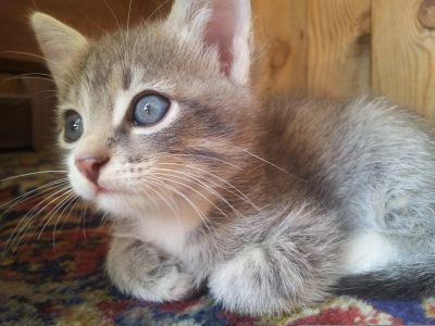 Лот: 4370039. Фото: 1. Кот Матроскин - маленький пушистый... Кошки, котята