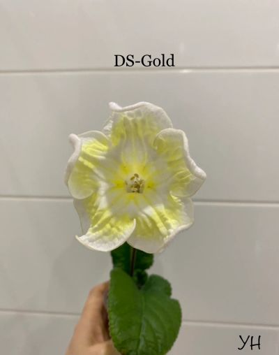 Лот: 20566093. Фото: 1. Стрептокарпус DS-Gold (детка). Горшечные растения и комнатные цветы