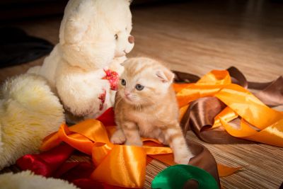Лот: 3702553. Фото: 1. Шотландский вислоухий с документами. Кошки, котята