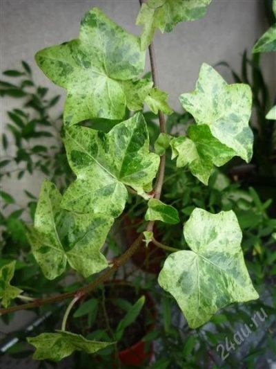 Лот: 540267. Фото: 1. Плющ Hedera Helix "Luzzi". Горшечные растения и комнатные цветы