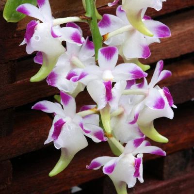 Лот: 7517466. Фото: 1. Нужна Орхидея в обмен на мои лоты. Горшечные растения и комнатные цветы