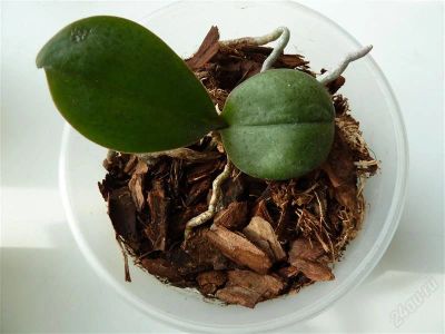Лот: 167545. Фото: 1. Орхидея молодая, цвела несколько... Горшечные растения и комнатные цветы