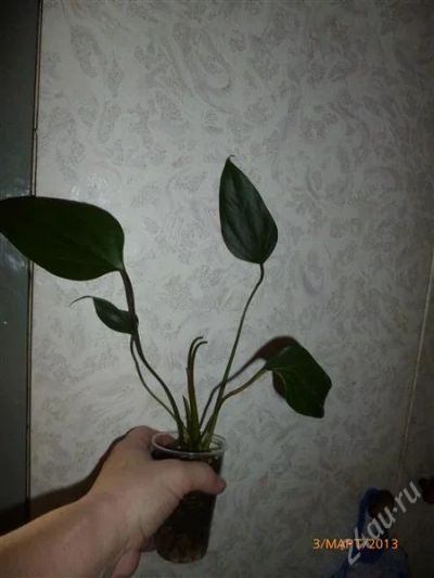 Лот: 2575733. Фото: 1. Антуриум Фиарино (детка). Горшечные растения и комнатные цветы