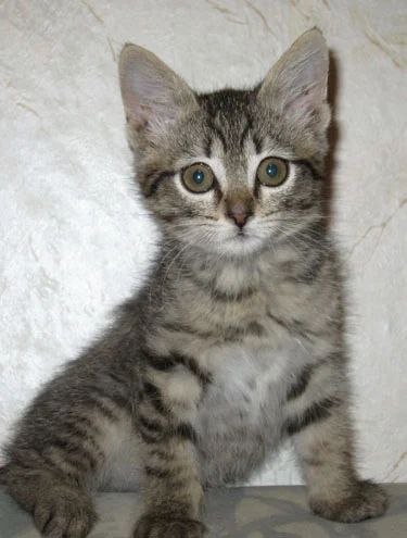 Лот: 8071243. Фото: 1. Кошечка серенькая полосатенькая... Кошки, котята
