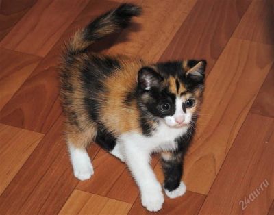 Лот: 2122897. Фото: 1. Отдам котенка в добрые руки. Кошки, котята