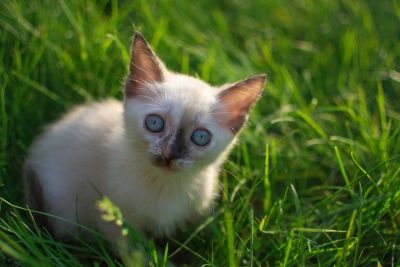 Лот: 7682410. Фото: 1. Отдам котят, тайская, сиамская... Кошки, котята