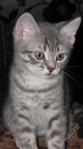 Лот: 2298414. Фото: 1. Чистокровный Британчик! Симпатяжка... Кошки, котята
