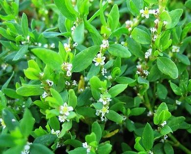 Лот: 5258828. Фото: 1. Спорыш (горец птичий) (Polygonum... Другое (красота и здоровье)