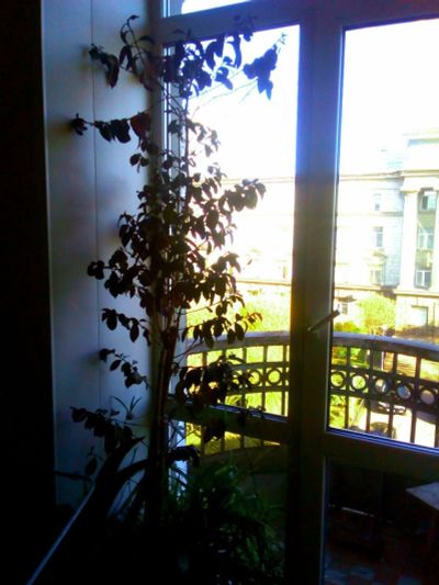 Лот: 14791237. Фото: 1. Кофейное дерево. Горшечные растения и комнатные цветы