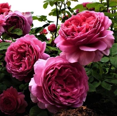 Лот: 16639722. Фото: 1. Роза Принцесса Александра. Садовые цветы