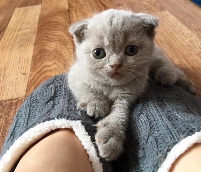Лот: 9282827. Фото: 1. Британские котята. Кошки, котята