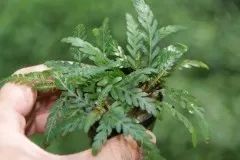 Лот: 21984473. Фото: 1. ✅Меристемное растение(Hygrophila... Водные растения