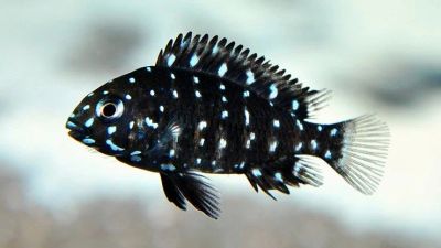 Лот: 16200051. Фото: 1. Трофеус Звезчатый (Tropheus duboisi... Рыбки
