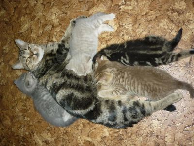 Лот: 5309523. Фото: 1. Британцы. Кошки, котята