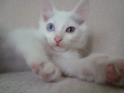 Лот: 3013335. Фото: 1. Котенок белоснежный с разными... Кошки, котята