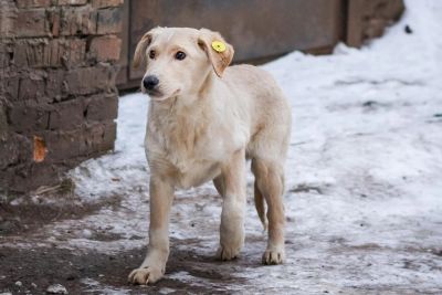 Лот: 10865077. Фото: 1. Щенок 6 месяцев. Собаки, щенки