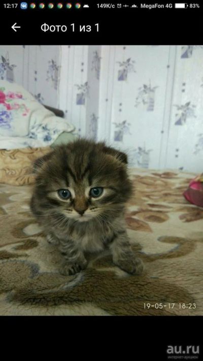 Лот: 9762312. Фото: 1. Шотландский вислоухий длинношерстный... Кошки, котята