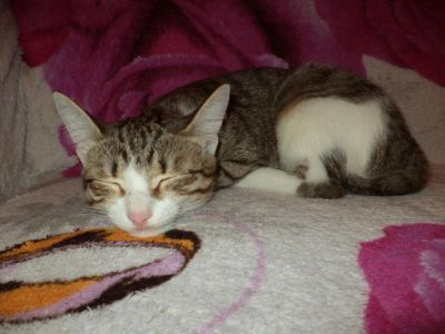 Лот: 5330764. Фото: 1. Отдам мурлыку-непоседу. Кошки, котята