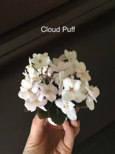 Лот: 12840879. Фото: 1. Мини фиалка Cloud Puff (лист). Горшечные растения и комнатные цветы