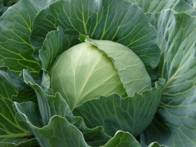 Лот: 6262913. Фото: 1. Капуста домашняя, вкусная и сочная... Овощи, фрукты, зелень