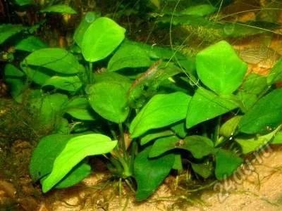 Лот: 6709719. Фото: 1. Анубиас Нана (Anubias nana). Водные растения