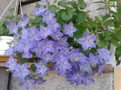 Лот: 11182474. Фото: 1. Кампанула равнолистная Campanula... Горшечные растения и комнатные цветы