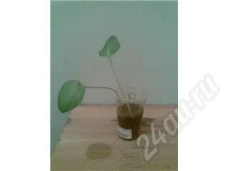 Лот: 237802. Фото: 1. Калла с рубля. Горшечные растения и комнатные цветы