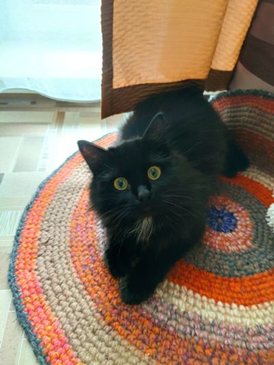 Лот: 17746053. Фото: 1. Котенок, 1.5 года. Кошки, котята