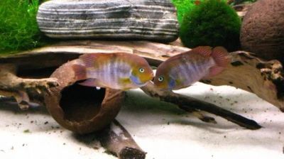 Лот: 3208959. Фото: 1. Цихлазома Седжика ( Cichlasoma... Рыбки