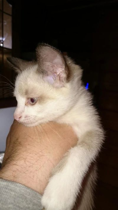 Лот: 6295402. Фото: 1. Отдам котенка. Кошки, котята