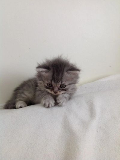 Лот: 7178196. Фото: 1. Породистый мальчик-шотландец ищет... Кошки, котята