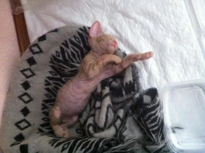 Лот: 4563203. Фото: 1. Срочно отдадим сфинкса. Кошки, котята