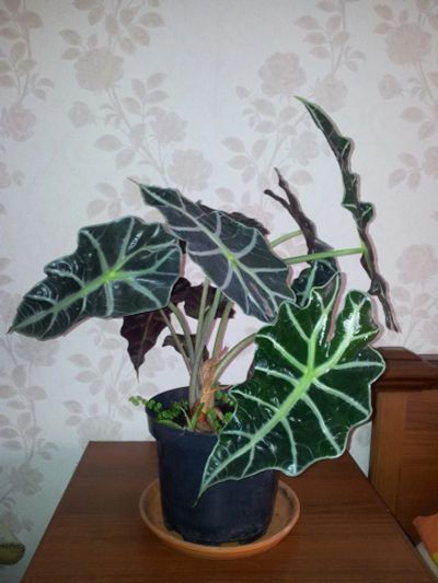 Лот: 1974497. Фото: 1. Алоказия Полли (Alocasia Polly... Горшечные растения и комнатные цветы
