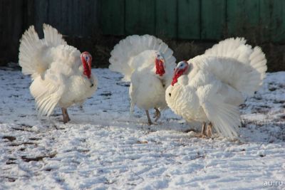 Лот: 8411790. Фото: 1. забью на заказ птицу индюшатина... Мясо, птица, яйцо