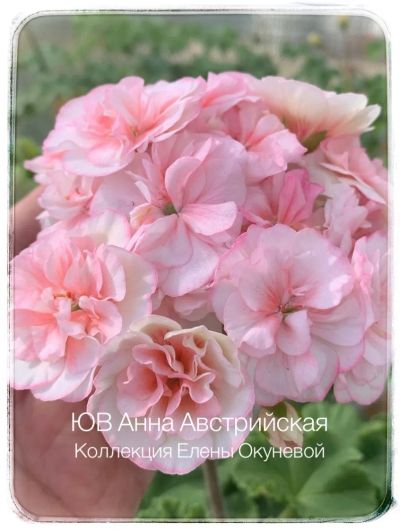Лот: 19525267. Фото: 1. Пеларгония ЮВ Анна Австрийская. Горшечные растения и комнатные цветы