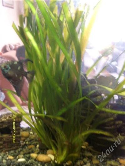 Лот: 970869. Фото: 1. Валиснерия гигантская. Водные растения