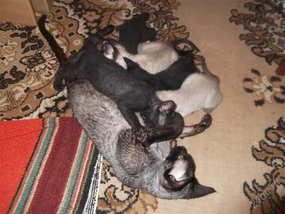 Лот: 2183939. Фото: 1. котята сфинксы. Кошки, котята