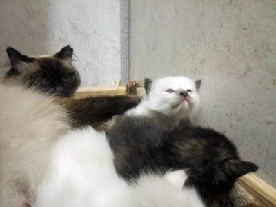 Лот: 10572148. Фото: 1. Отдам котят в добрые, заботливые... Кошки, котята