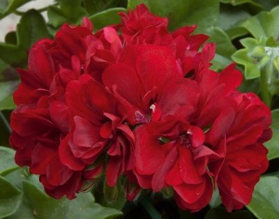 Лот: 15934705. Фото: 1. Пеларгония Galliope Dark Red. Горшечные растения и комнатные цветы