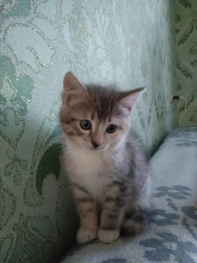Лот: 11102171. Фото: 1. Отдам котенка в добрые руки. Кошки, котята