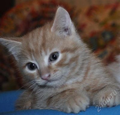 Лот: 263053. Фото: 1. котёнок ищет дом. Остальные животные