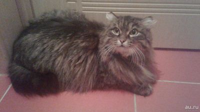 Лот: 8960311. Фото: 1. Отдам прекрасную кошечку. Кошки, котята