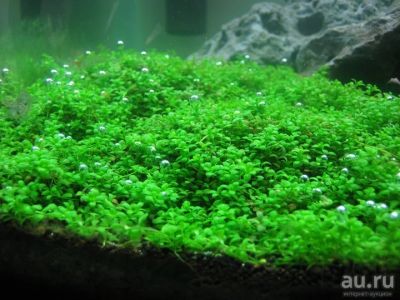 Лот: 13980242. Фото: 1. Хемиантус Куба (Hemianthus callitrichoides... Водные растения