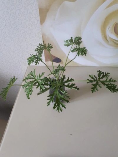 Лот: 10018160. Фото: 1. Душистая пеларгония с цитрусовым... Горшечные растения и комнатные цветы