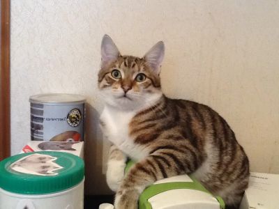 Лот: 4540786. Фото: 1. Курильский бобтейл. Кошки, котята