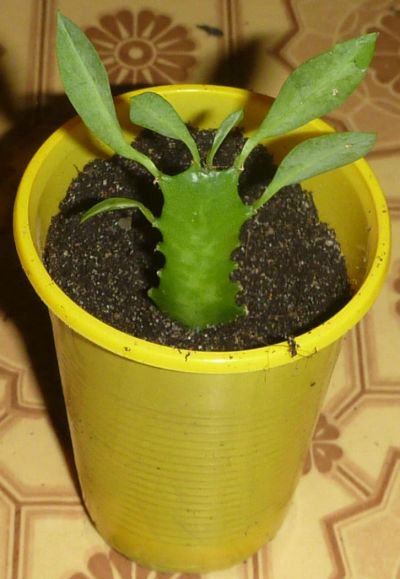 Лот: 4801998. Фото: 1. Молочай трехгранный - euphorbia... Горшечные растения и комнатные цветы