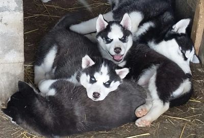 Лот: 11422431. Фото: 1. Перспективные хаски. Собаки, щенки
