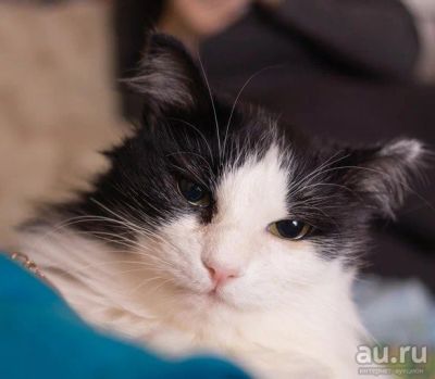 Лот: 8026926. Фото: 1. Кошечка Лилия!. Кошки, котята